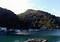 鹿児島県のソテツ自生地