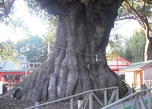 志布志の大クス しぶしのおおくす