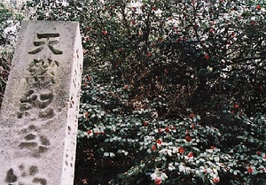 ツバキ自生北限地帯 つばきじせいほくげんちたい