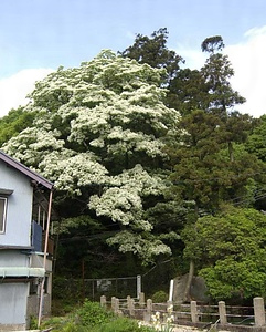 ヒトツバタゴ自生地 ひとつばたごじせいち