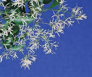 ヒトツバタゴ自生地 ひとつばたごじせいち