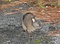 アマミノクロウサギ