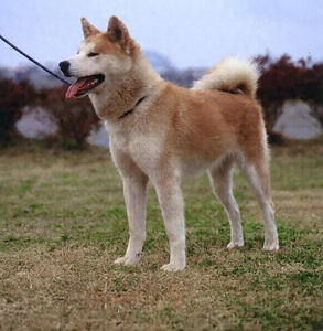 秋田犬 あきたいぬ