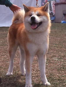秋田犬 あきたいぬ