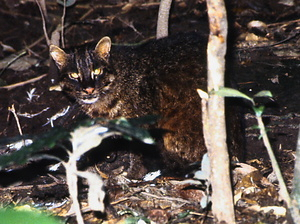 イリオモテヤマネコ いりおもてやまねこ