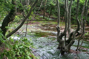 鳥海山獅子ヶ鼻湿原植物群落及び新山溶岩流末端崖と湧水群 ちょうかいさんししがはなしつげんしょくぶつぐんらくおよびしんざんようがんりゅうまったんがいとゆうすいぐん
