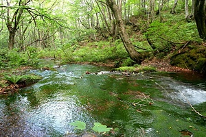 鳥海山獅子ヶ鼻湿原植物群落及び新山溶岩流末端崖と湧水群 ちょうかいさんししがはなしつげんしょくぶつぐんらくおよびしんざんようがんりゅうまったんがいとゆうすいぐん