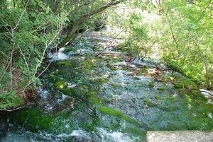 鳥海山獅子ヶ鼻湿原植物群落及び新山溶岩流末端崖と湧水群 ちょうかいさんししがはなしつげんしょくぶつぐんらくおよびしんざんようがんりゅうまったんがいとゆうすいぐん