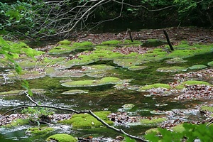 鳥海山獅子ヶ鼻湿原植物群落及び新山溶岩流末端崖と湧水群 ちょうかいさんししがはなしつげんしょくぶつぐんらくおよびしんざんようがんりゅうまったんがいとゆうすいぐん