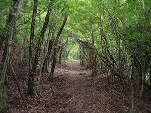 熊野参詣道<br />
　紀伊路<br />
　中辺路<br />
　大辺路<br />
　小辺路<br />
　伊勢路<br />
　熊野川<br />
　七里御浜<br />
　花の窟 くまのさんけいみち<br />
　きいじ<br />
　なかへち<br />
　おおへち<br />
　こへち<br />
　いせじ<br />
　くまのがわ<br />
　しちりみはま<br />
　はなのいわや
