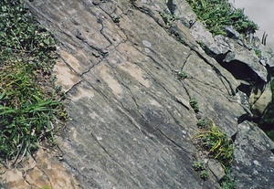 犬吠埼の白亜紀<BR/>　浅海堆積物