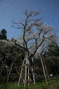 草岡の大明神ザクラ くさおかのだいみょうじんざくら