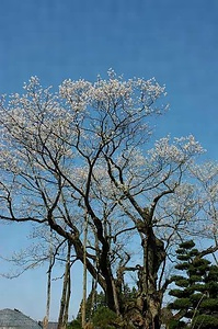 草岡の大明神ザクラ くさおかのだいみょうじんざくら