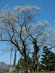 草岡の大明神ザクラ くさおかのだいみょうじんざくら
