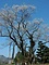 草岡の大明神ザクラ