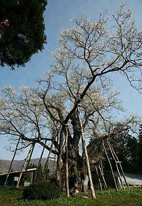 草岡の大明神ザクラ くさおかのだいみょうじんざくら