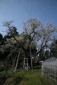 草岡の大明神ザクラ くさおかのだいみょうじんざくら