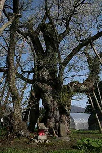 草岡の大明神ザクラ くさおかのだいみょうじんざくら