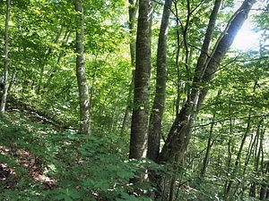 平糠のイヌブナ自然林