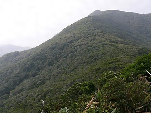 薩摩黒島の森林植物群落 さつまくろしまのしんりんしょくぶつぐんらく