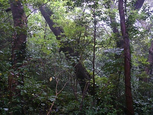 薩摩黒島の森林植物群落 さつまくろしまのしんりんしょくぶつぐんらく