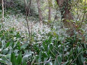薩摩黒島の森林植物群落 さつまくろしまのしんりんしょくぶつぐんらく