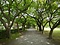 小石川植物園（御薬園跡及び養生所跡）