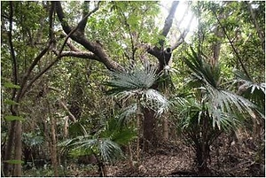 宝島女神山の森林植物群落 たからじまめがみやまのしんりんしょくぶつぐんらく