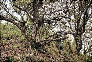 宝島女神山の森林植物群落 たからじまめがみやまのしんりんしょくぶつぐんらく
