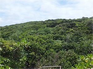 喜界島の隆起サンゴ礁上植物群落 きかいじまのりゅうきさんごしょうじょうしょくぶつぐんらく