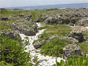喜界島の隆起サンゴ礁上植物群落 きかいじまのりゅうきさんごしょうじょうしょくぶつぐんらく
