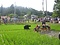 会津の御田植祭