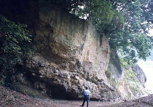 古秩父湾堆積層及び海棲哺乳類化石群 こちちぶわんたいせきそうおよびかいせいほにゅうるいかせきぐん