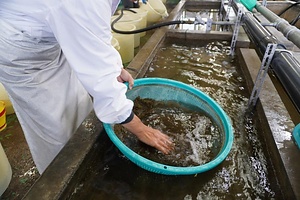 大館のとんぶり製造技術
