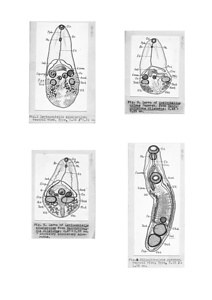 日本の寄生蠕虫相の研究，第3部．鳥類の吸虫類 Ⅱ．原図