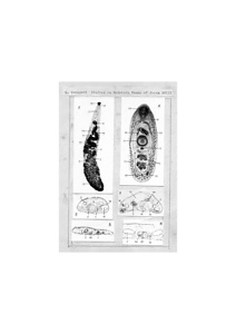 日本の寄生蠕虫相の研究，第18部．スッポンの小腸から得られた吸虫類二種．原図