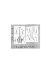 日本の寄生蠕虫相の研究，第33部．魚類の線虫類 II．原図（部分）