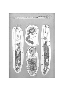 日本の寄生蠕虫相の研究，第25部．鳥類の吸虫類 IV．原図2/2