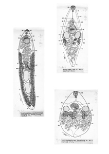 日本の寄生蠕虫相の研究，第27部．哺乳類の吸虫類 II．原図（部分）