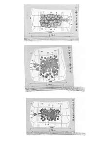 日本の寄生蠕虫相の研究，第30部．鳥類の条虫類 II．原図（部分）