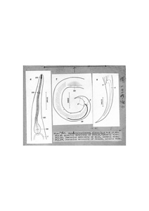 日本の寄生蠕虫相の研究，第34部．両生類の線虫類 II．原図（部分）