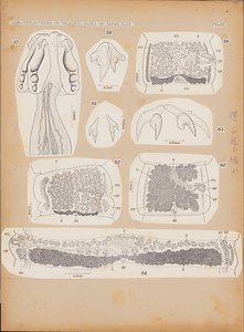 日本の寄生蠕虫相の研究，第49部．魚類の条虫類II．原図2/2