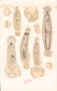 寄生蠕虫類の分類体系．第Ⅳ巻．脊椎動物の単生類および盾吸虫類　原図　2/13