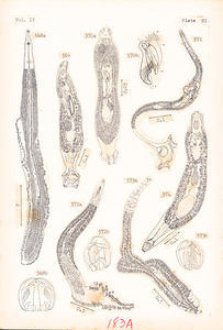寄生蠕虫類の分類体系．第Ⅳ巻．脊椎動物の単生類および盾吸虫類　原図　10/13