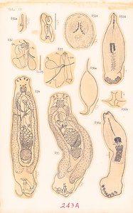 寄生蠕虫類の分類体系．第Ⅳ巻．脊椎動物の単生類および盾吸虫類　原図　13/13