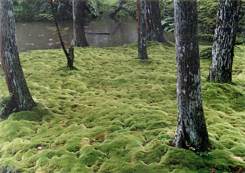 K-11 Saiho-ji Teien <garden>