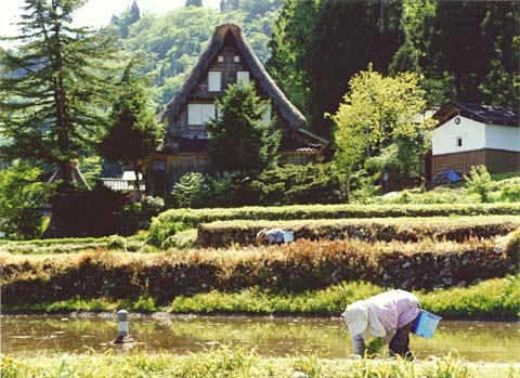 3-8. Ainokura Village: Ikehata House, side view (gable side)