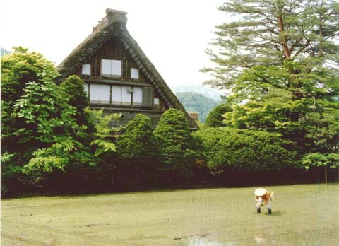 5-16. Ta-ue (rice planting), Ogimachi Village