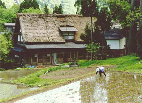 5-17. Ta-ue (rice planting), Ainokura Village