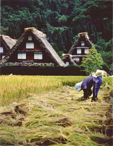 5-19. Ine-kari (harvesting rice), Ogimachi Village
